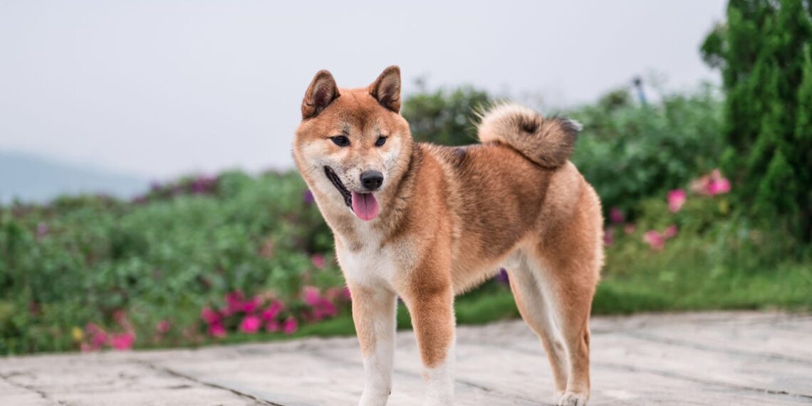 Can dogs eat pineapple? What human foods are safe for your pup.