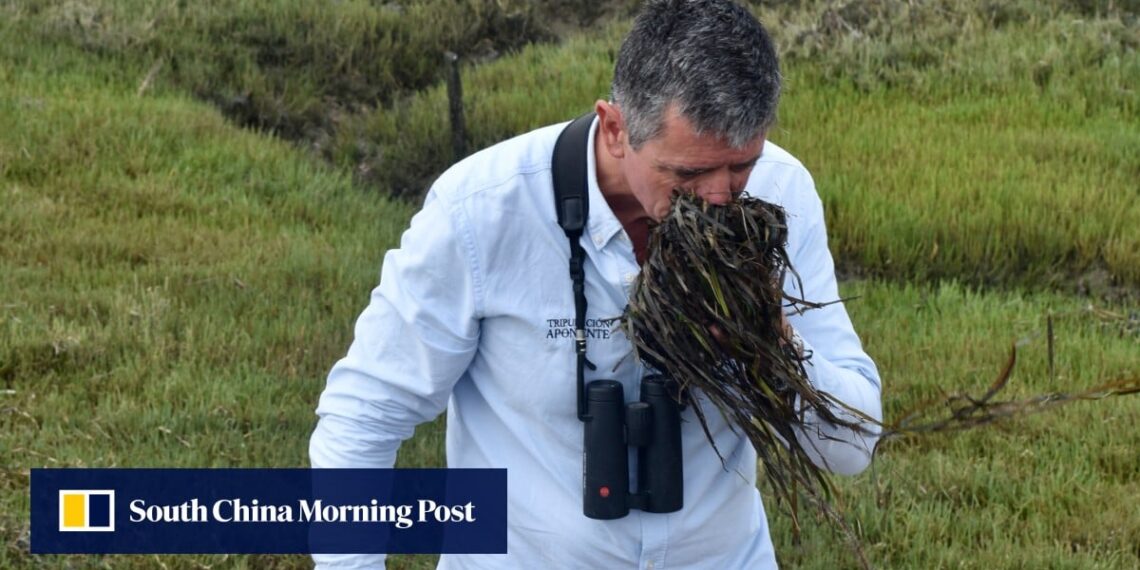 Is ‘sea rice’ the next superfood? Eelgrass – sustainable, with nutrient-rich grains, and growing in salt water – championed by top chef Ángel León