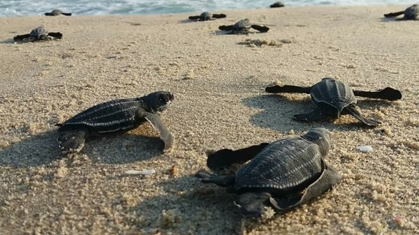 La fascinante aventura de liberar tortugas en Acapulco