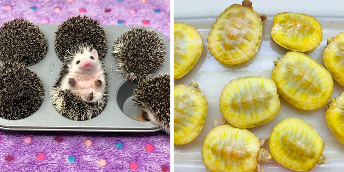 50 Adorable Photos Of Animals That Could Be Mistaken For Foods