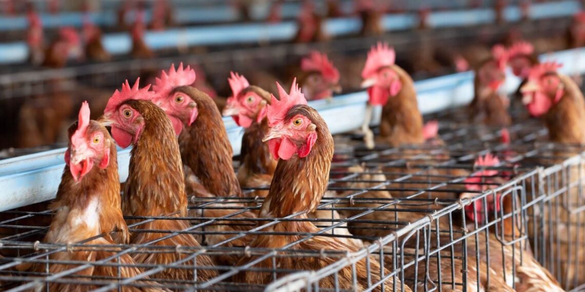 Country Bird Holdings buys Astral Foods's stake in Quantum Foods
