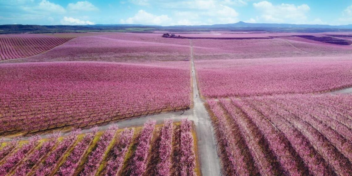 Aitona en flor (2024), un himno al rosa y a la naturaleza