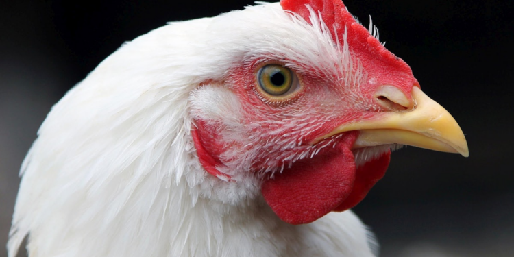 Rainbow set to separate from RCL Foods