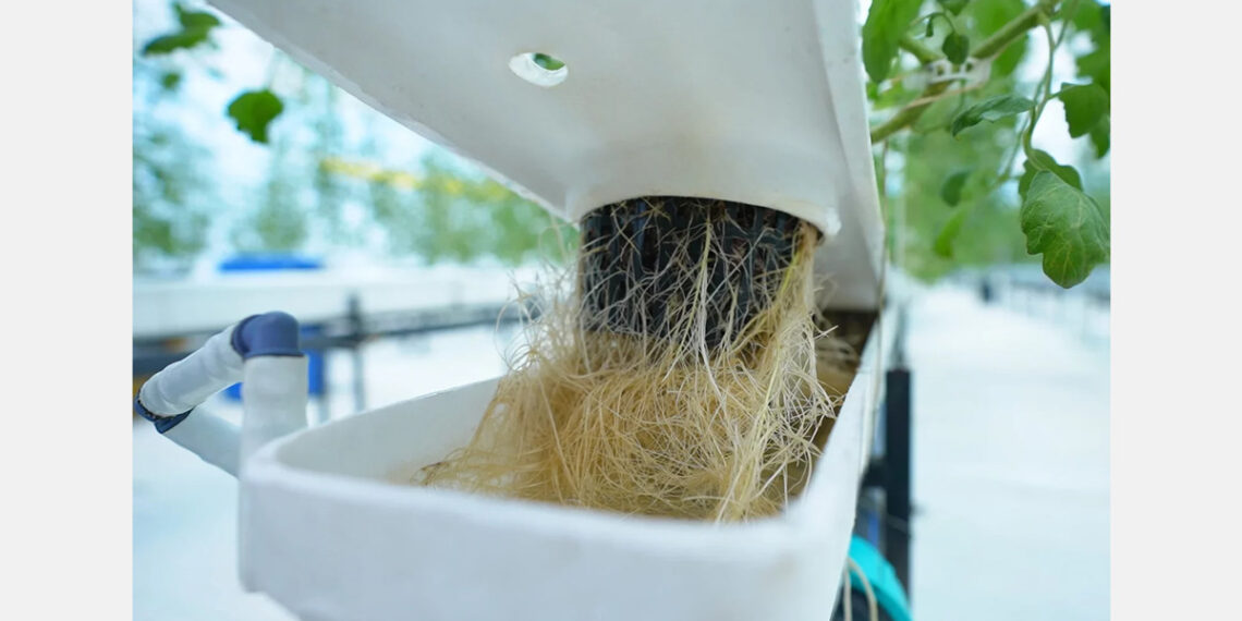 Growing more food using less with Eeki Foods