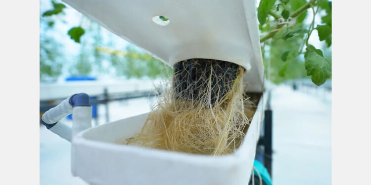 Growing more food using less with Eeki Foods