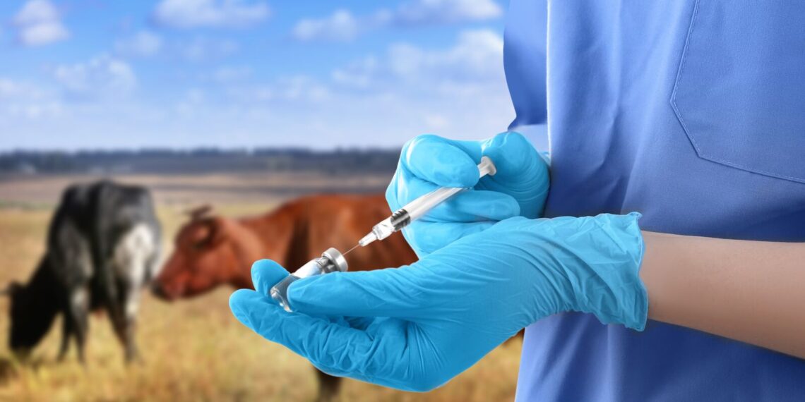 Veterinary drug residues in animals and foods remain low