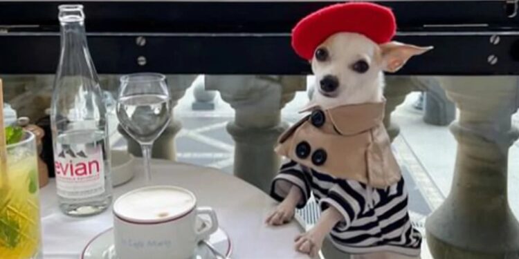 La glamorosa vida de Bao, el chihuahua que enamoró a miles con sus viajes y estilo