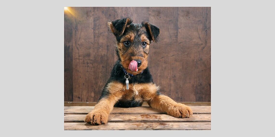 Expert Tips To Keep Your Pup Safe