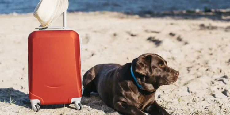 Recomendaciones para viajar con mascotas en Semana Santa