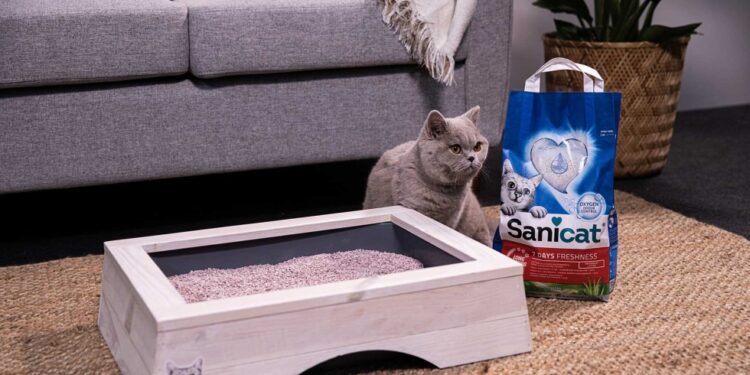 Consejos para calmar a los gatos en desplazamientos y momentos de separación