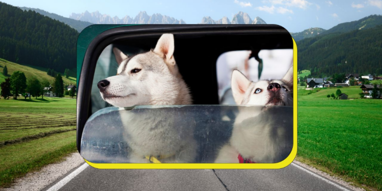 5 tips para viajar en carretera con tu mascota