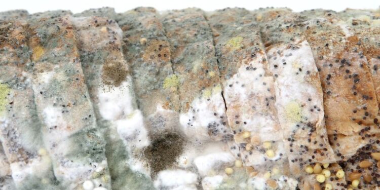 From dead mice in strawberries, to snails in coleslaw: Irish people's food complaints