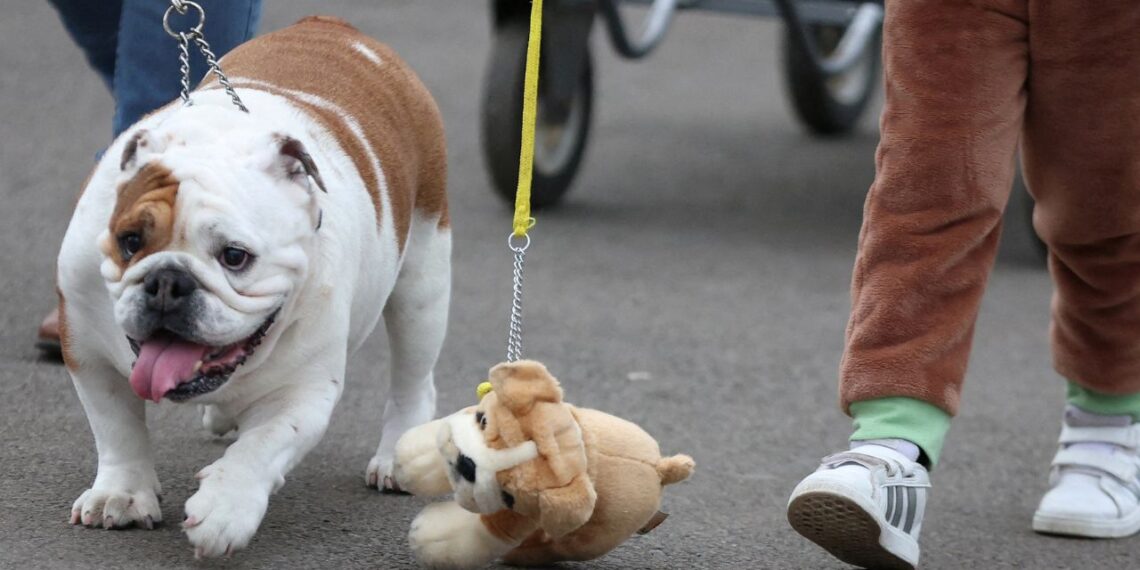 Viaja con tus mascotas desde el AIFA; estos son los requisitos para volar con tu perrito