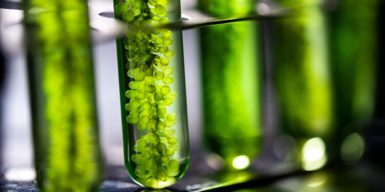 How Algae Could Be Used in Plant-Based Foods