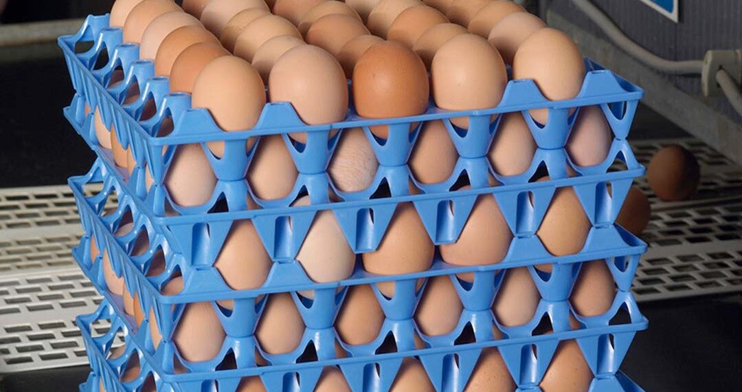 Egg business expansion looms as Noble Foods diversifies its offerings