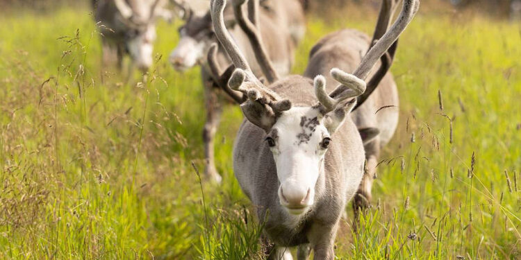 El reno que sortea viajes para conocer Laponia en verano