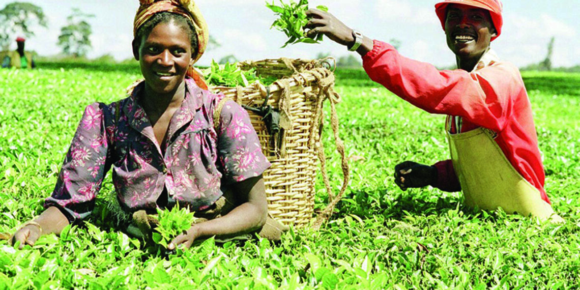 Experts rally support for organic farming solutions, as GMO Foods — Features — The Guardian Nigeria News – Nigeria and World News