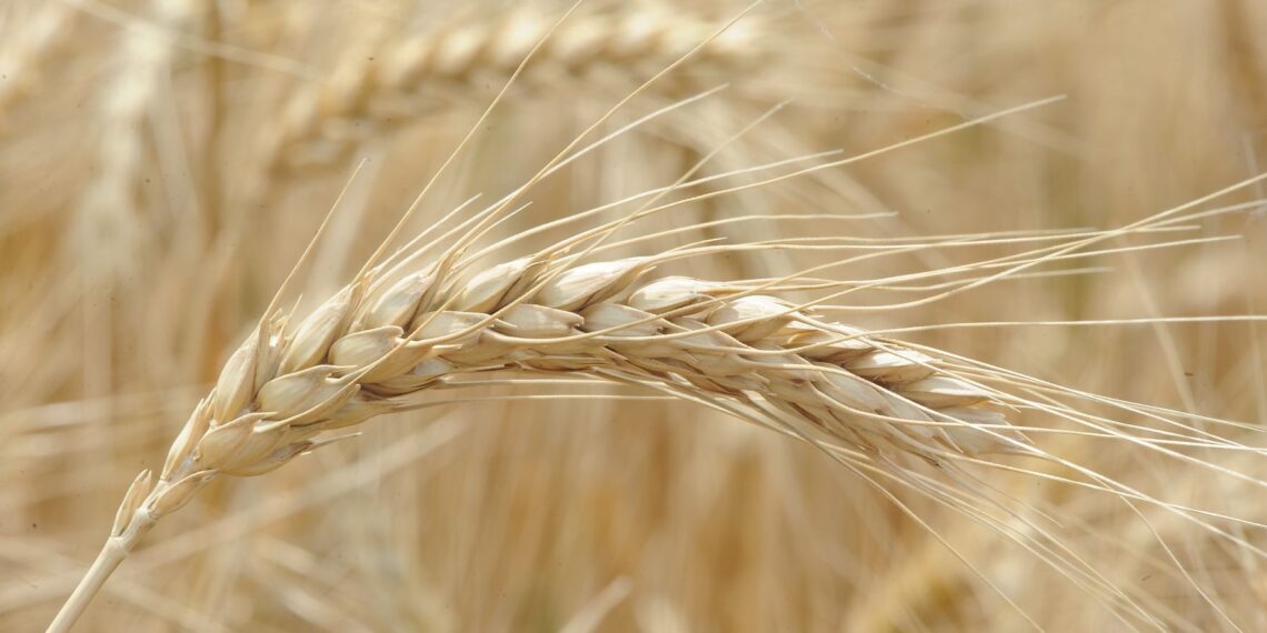 Wheat (Photo by Todd Johnson.)