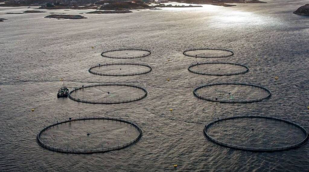 High Liner Foods invests $5m in sustainable aquaculture firm Norcod