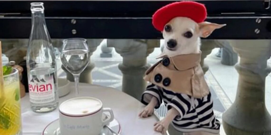 La glamorosa vida de Bao, el chihuahua que enamoró a miles con sus viajes y estilo