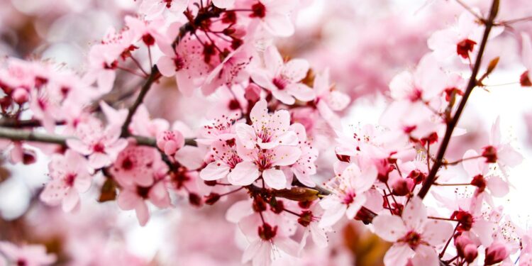 los mejores destinos para ver los almendros en flor