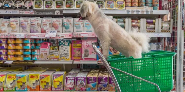 Insects were the future of food. They’ve ended up in the pet aisle