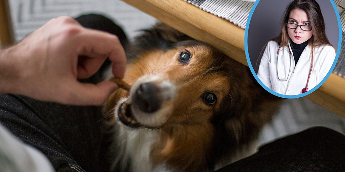 Top Human Foods Your Pup Will Love