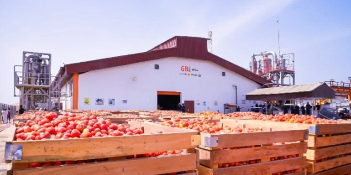 GB Foods Targets Reducing Import With 620MT/Day Tomato Processing Plant