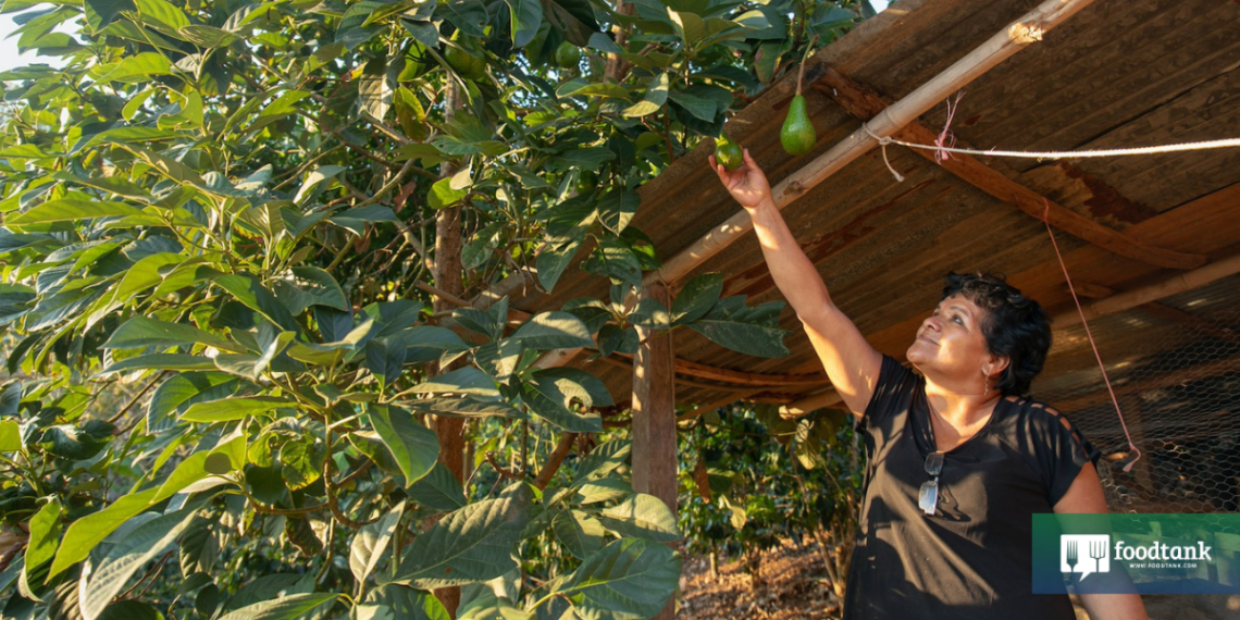 Ed | Ubuntu Food Systems: Bridging Top-Down and Bottom-Up Leadership – Food Tank