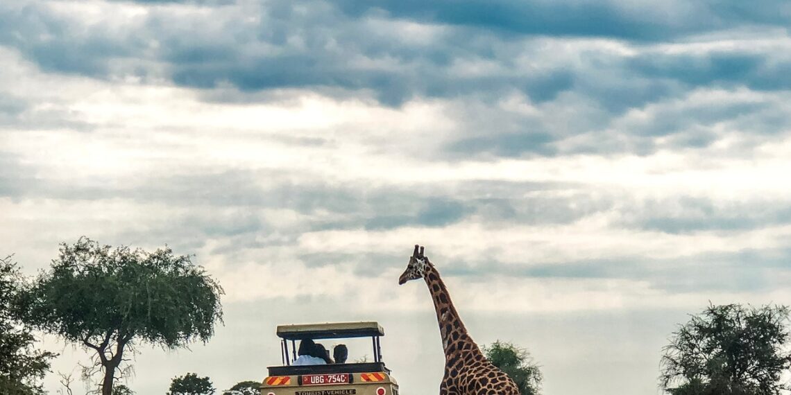 The Travel Coach: Reinventando el Safari Africano