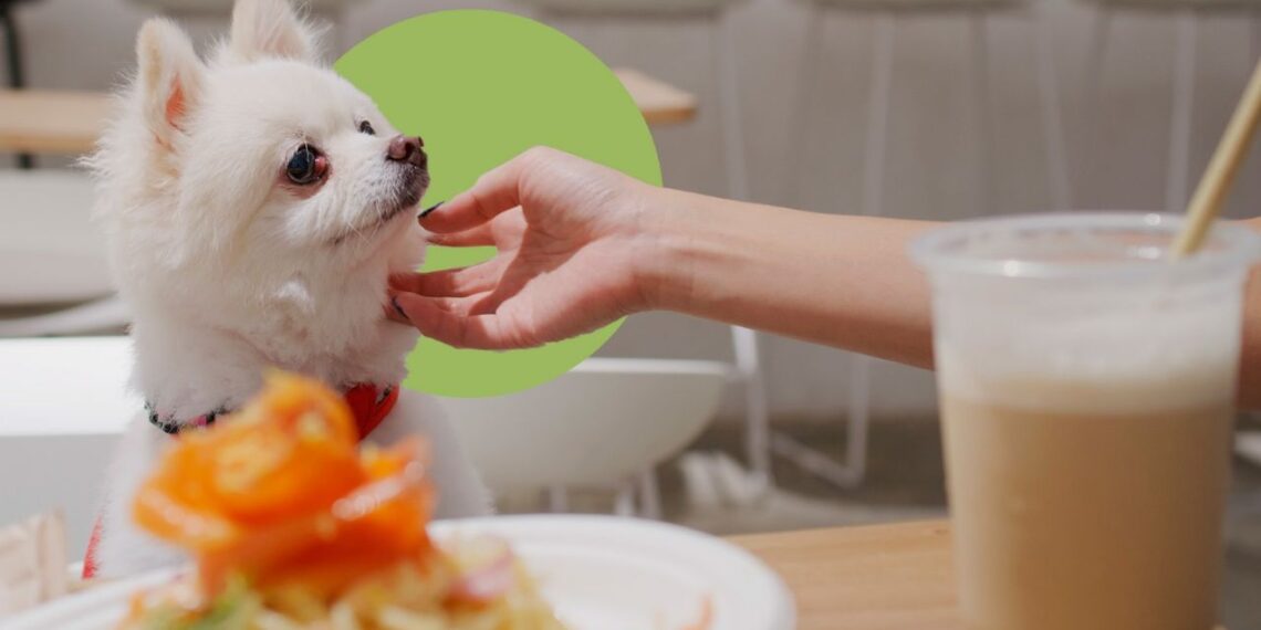 3 lugares pet friendly para viajar con tu perrito cerca de la CDMX