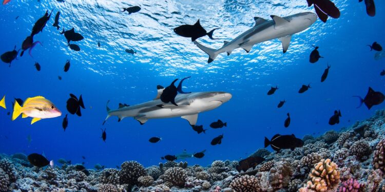 Fakarava, un paraíso de escándalo en las Islas de Tahití