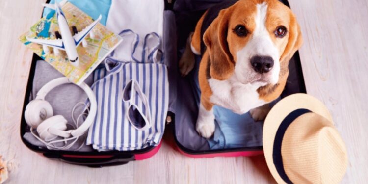 ¿Planea viajar en la semana santa con su mascota? Siga estas recomendaciones