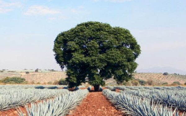 Tequila Casa Dragones: Innovar hoy, es cuidar el medioambiente mañana