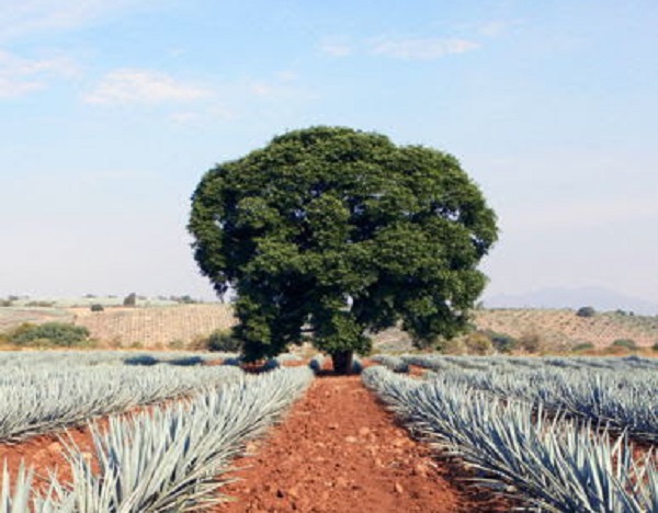 Tequila Casa Dragones: Innovar hoy, es cuidar el medioambiente mañana