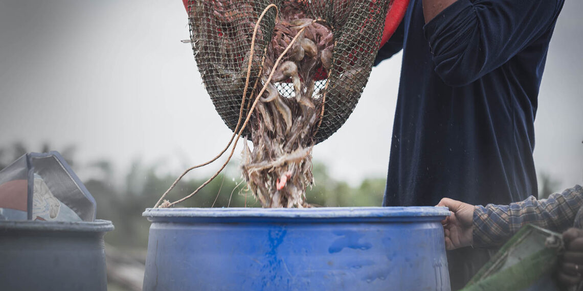 US shrimp imports rise; Thai Union, Apex Foods get FDA import alerts