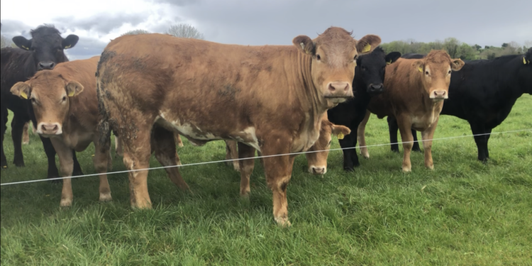 ‘Main output of livestock is animal-sourced food’ – O’Mara