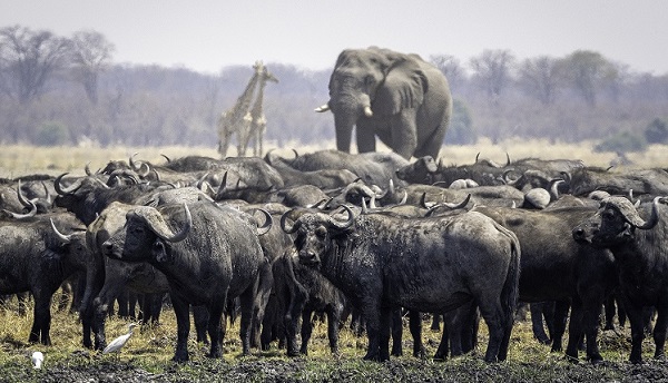 Cuatro nuevas formas de descubrir África