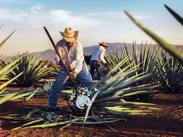 En el Tianguis Turístico, Jose Cuervo Presenta “La Puerta al Mundo del Tequila”