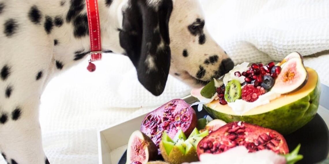 Cooling foods for pets: 7 fruits and vegetables to include in your dog's summer diet