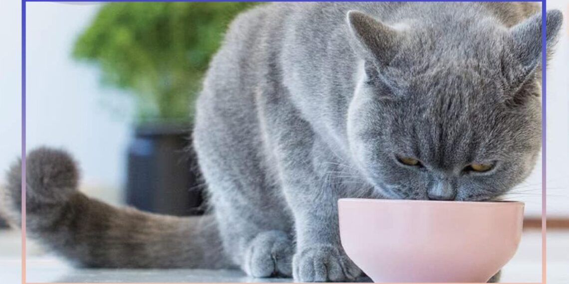 Best cat food list: Cat foods to satisfy the pickiest eaters