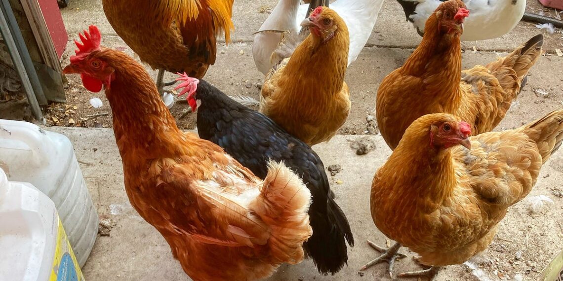 Bird flu found in chickens at Cal-Maine Foods plant in Texas Panhandle