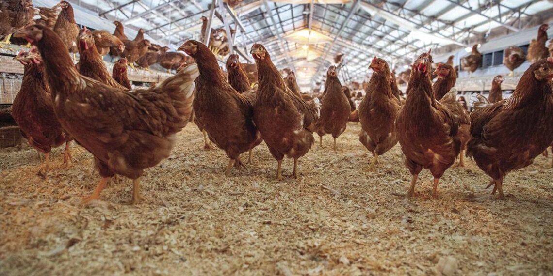 Cal-Maine Foods well positioned to meet demand for specialty egg production | Mississippi Business Journal