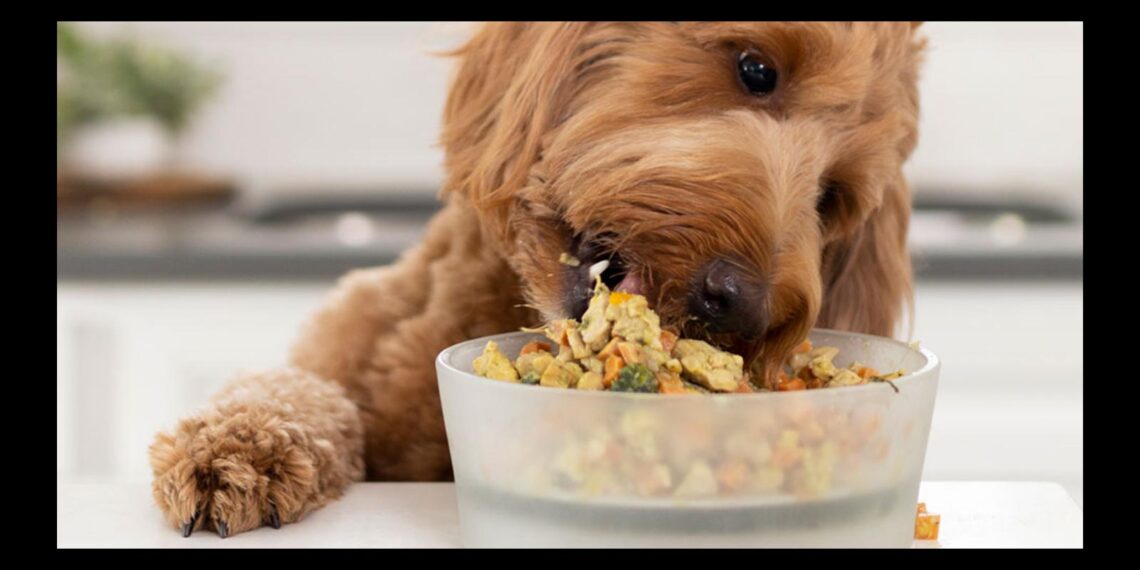 How To Make Homemade Dog Food 2024