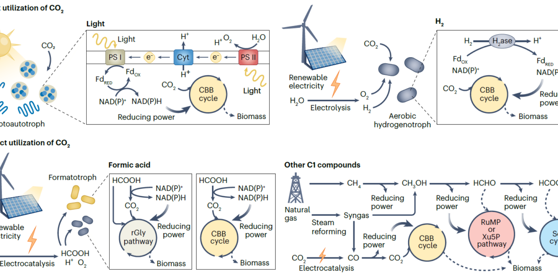 Building a Sustainable Future with Diverse Microbial Foods
