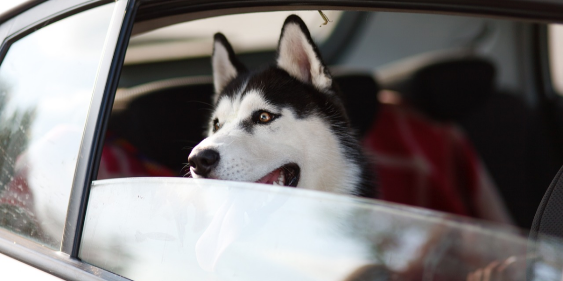 Conozca las nuevas medidas para viajar con mascotas en avión o carro