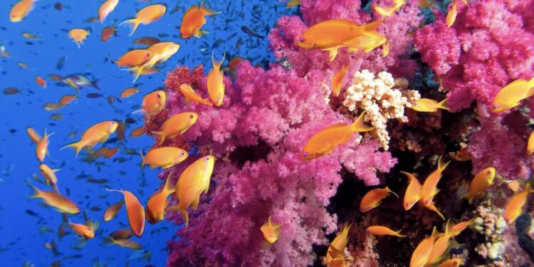Estos son los mejores lugares del mundo donde hacer submarinismo