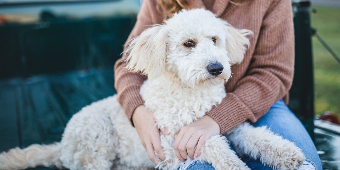 Fastest growing pet food segment reflects interest in health, wellness