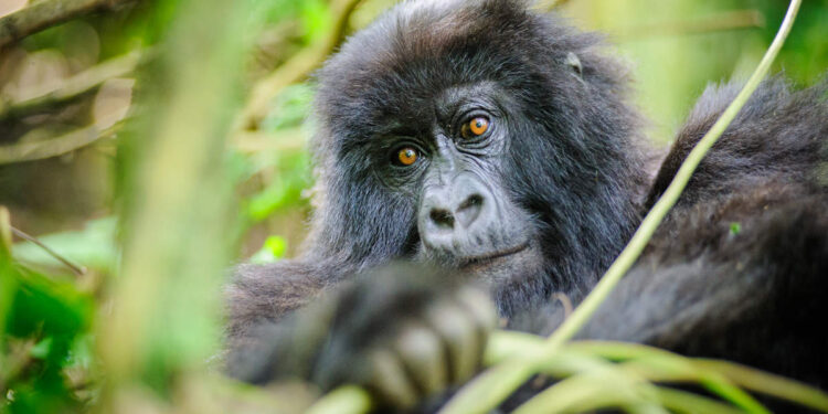 Sesenta minutos con los gorilas de montaña en Ruanda