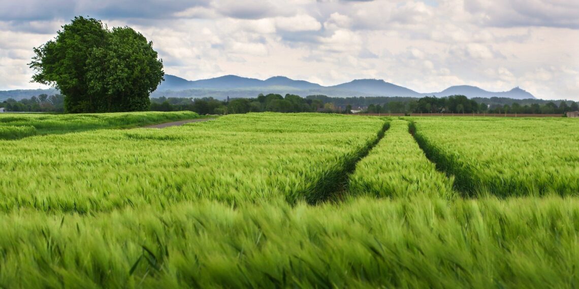 82% of EU farm subsidies bolster high emissions foods: Study